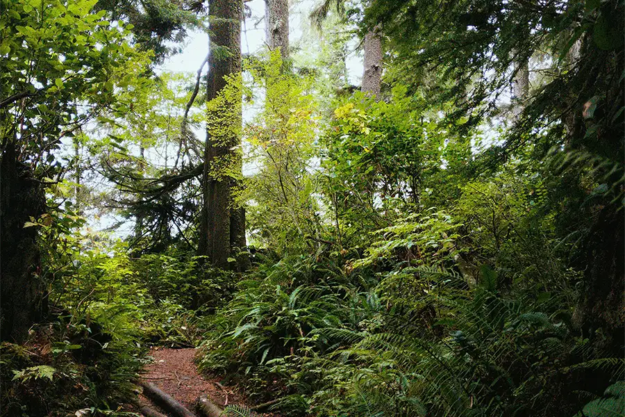 grüner Wald Nachhaltigkeit Bäume
